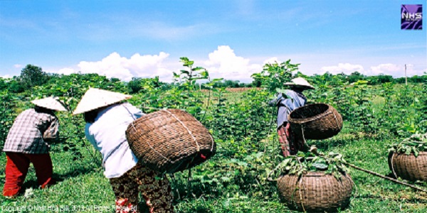 Hoạt động sản xuất - Tơ Lụa Nhất Hoa - Công Ty TNHH Tơ Lụa Nhất Hoa